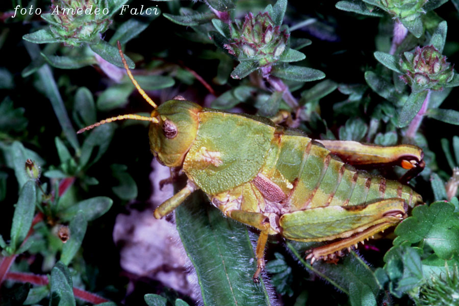 Variabilit cromatica in Ocneridia nigropunctata